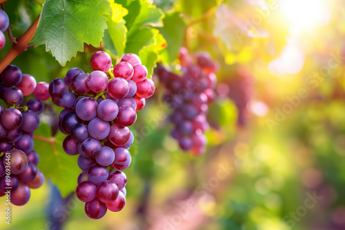 Wallpaper Mural Grapes hanging from the vine in an orchard with sunlight filtering through, creating a vibrant and colorful background Torontodigital.ca