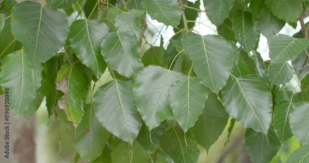Green bodhi leaves in tample.Bodhi leaves thai.Green bodhi leaf background. Green bodhi leaves in tample.Bodhi leaves thai.Green bodhi leaf background.