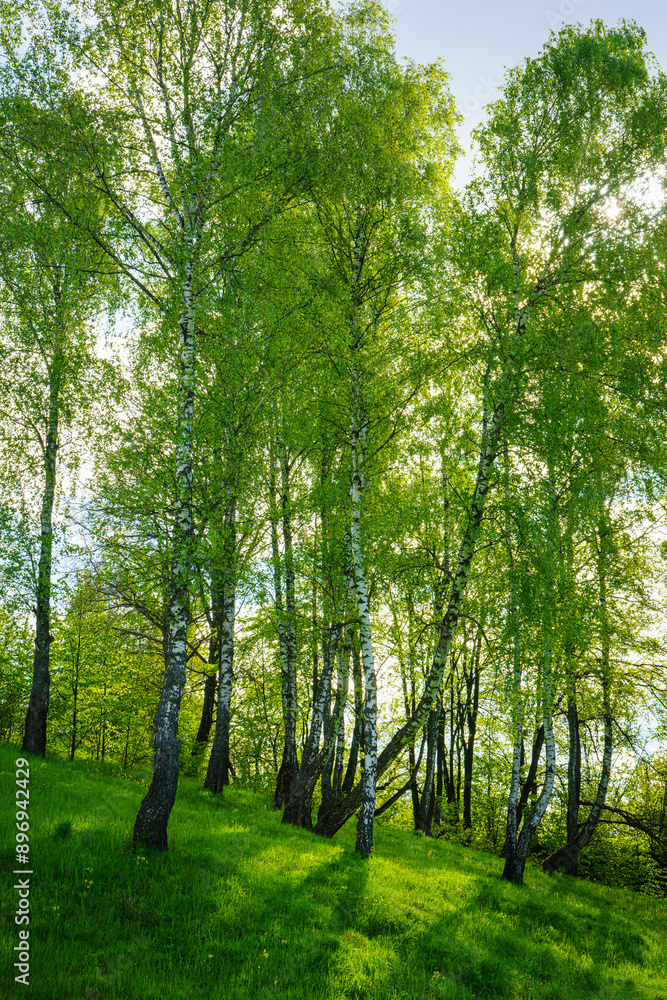 Fototapeta premium Grove of birches with young green leaves at sunset or sunrise in spring or summer.