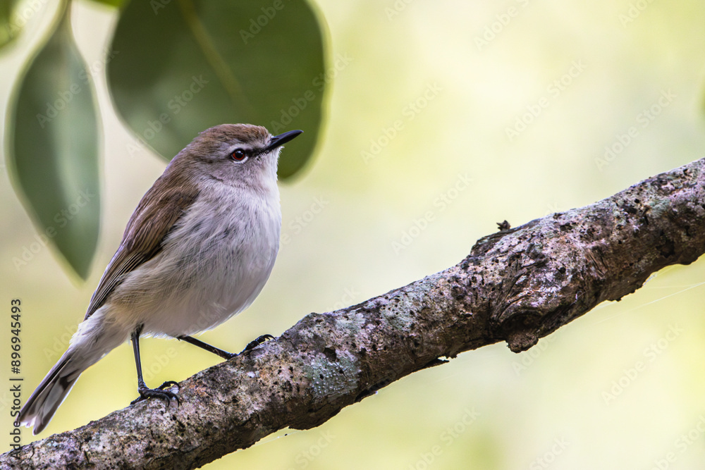 A Mangrove Gerygone perched on a branch A Mangrove Gerygone perched on a branch