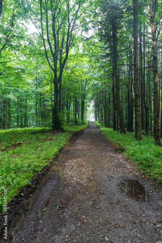 Deciduous forest with trail in Moravskoslezske Beskydy mountains in Czech republic photo