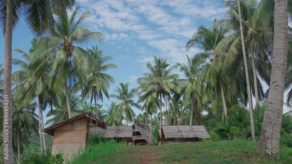 Coconut plantations in Indonesia Coconut plantations in Indonesia