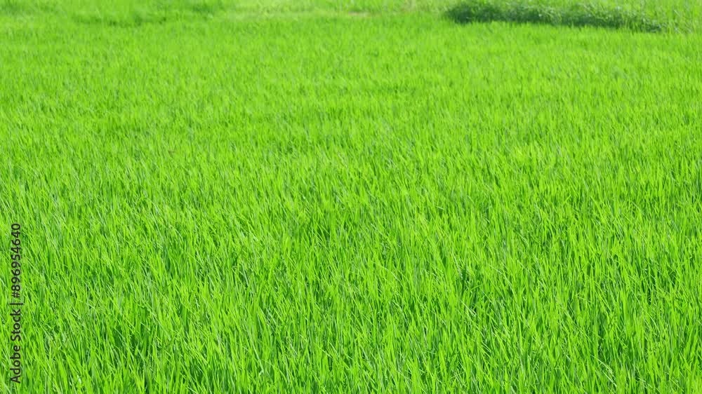 Closeup of ricefield full of paddy Closeup of ricefield full of paddy