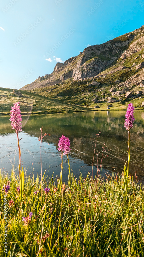 Φωτογραφία Beautiful pink flowers in the foreground next to the serene Ibón near Glera in Formigal, highlighting the majestic beauty of the Pyrenean landscape