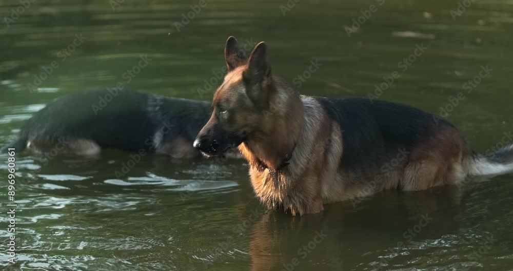 Puppy and an adult German Shepherd stand in a lake and drink water. The dog shakes out the water from its fur. Puppy and an adult German Shepherd stand in a lake and drink water. The dog shakes out the water from its fur.