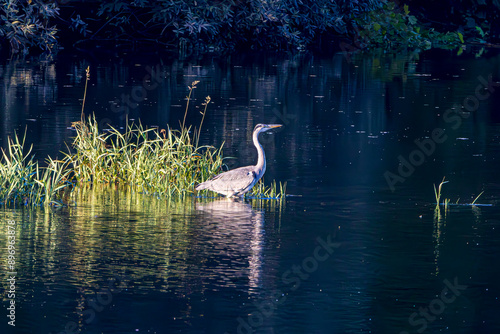 great heron