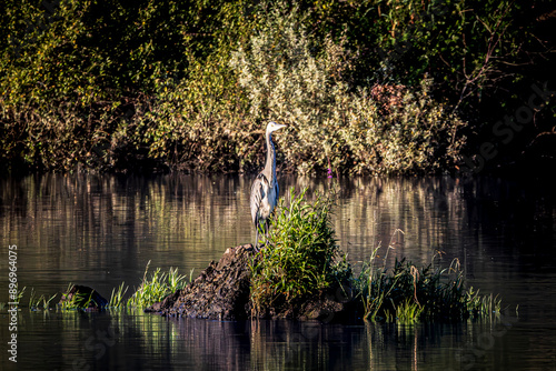 great heron