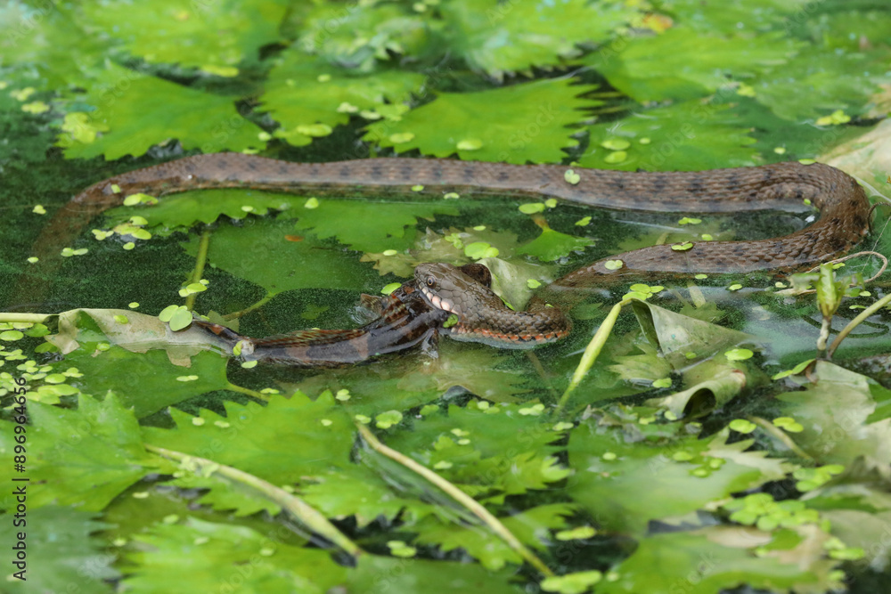 Water snake eaiting fish in the water. Wildlife in the river Water snake eaiting fish in the water. Wildlife in the river