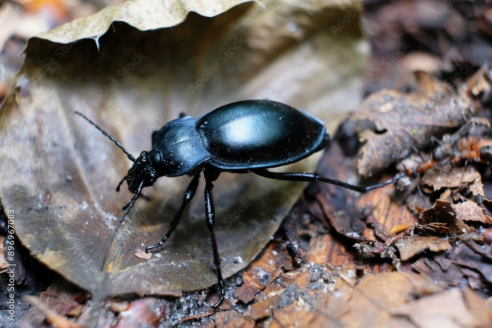 Big beetle Carabus glabratus during eating something in the forest Big beetle Carabus glabratus during eating something in the forest