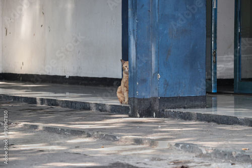 An orange stray cat is sitting on the floor of a building and is seen peeking behind a blue pillar of the building, part of its body is not visible because it is covered by the pillar