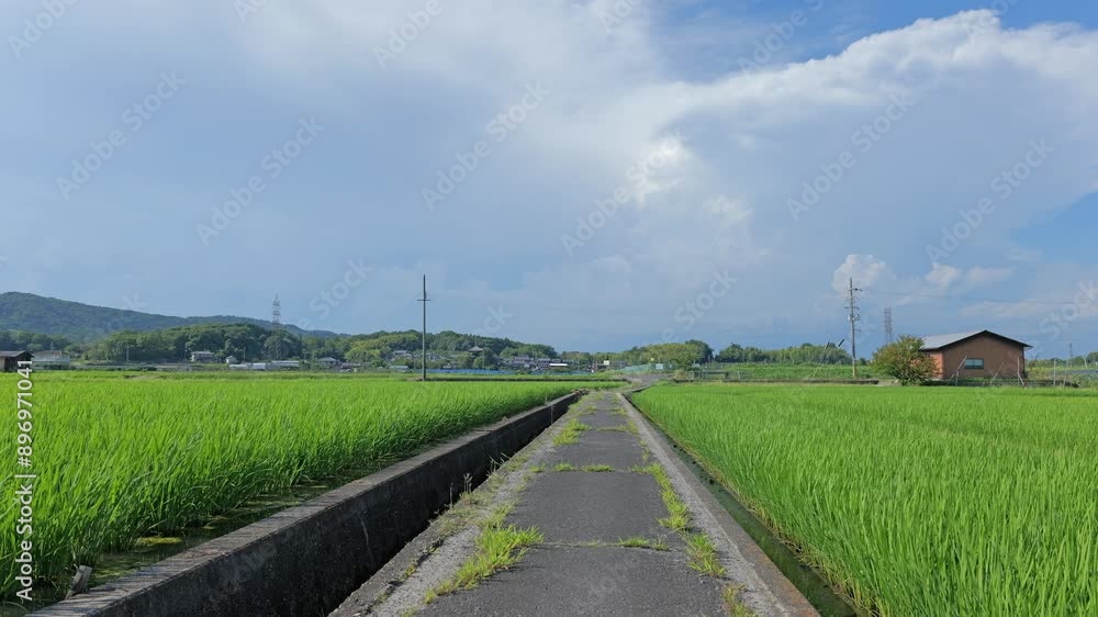 Midsummer paddy field, agricultural land for rice cultivation Midsummer paddy field, agricultural land for rice cultivation