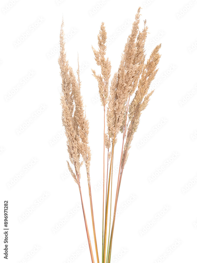 Fototapeta premium Fluffy spikes of grass isolated on white