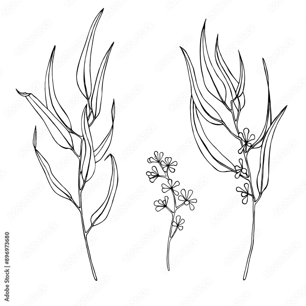 A black and white hand-painted eucalyptus branch. Black outline of a eucalyptus tree on a white background.
A black and white hand-painted eucalyptus branch. Black outline of a eucalyptus tree on a white background.
