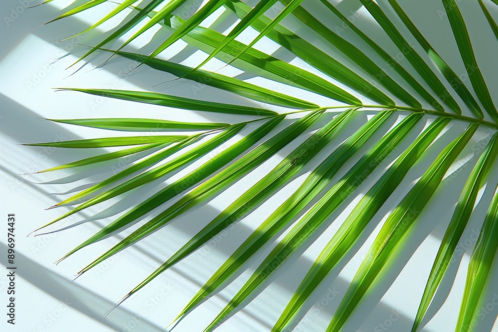 High quality tropical palm leaves on white and grey background. High quality tropical palm leaves on white and grey background.