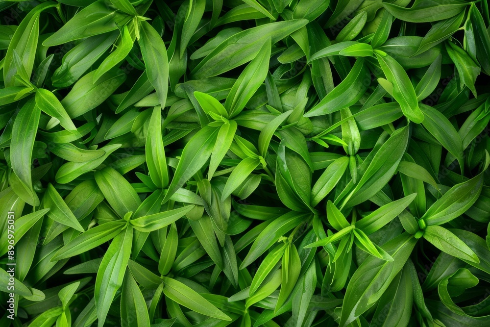 Tarragon texture background, estragon leaf banner, Artemisia dracunculus pattern, fresh herbal leaves Tarragon texture background, estragon leaf banner, Artemisia dracunculus pattern, fresh herbal leaves