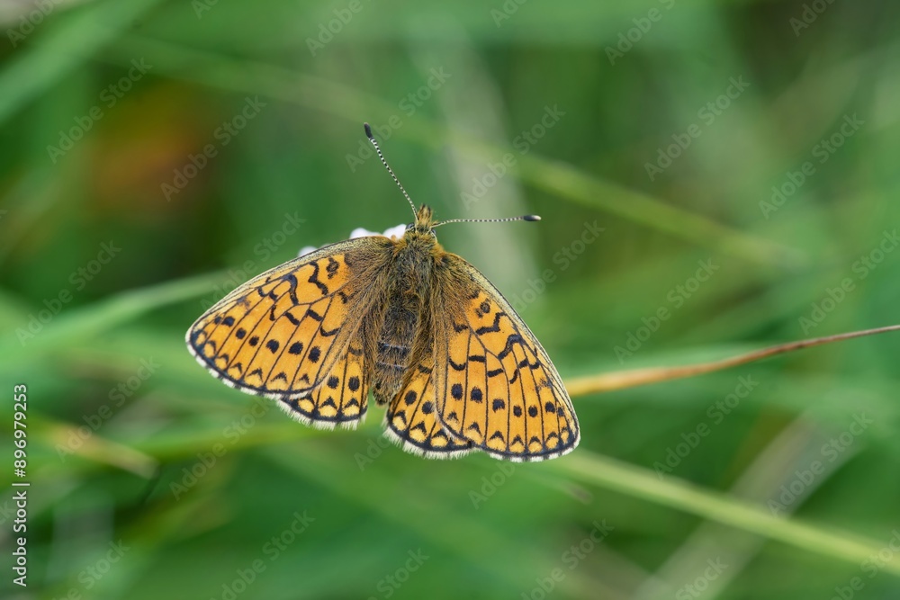 The beautiful ocellate bog fritillary sits on a grass blade. Proclossiana eunomia The beautiful ocellate bog fritillary sits on a grass blade. Proclossiana eunomia