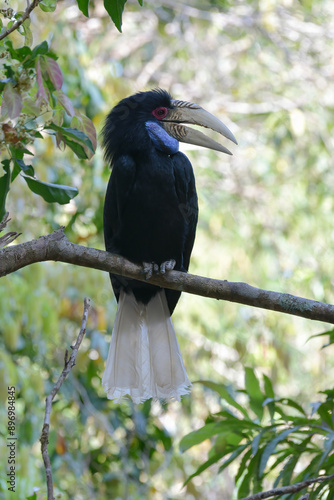 Wreathed hornbill, Bar-pouched wreathed hornbill on branch birdwatching in the forest.