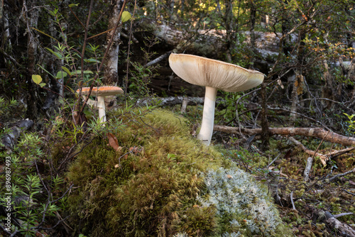 Fly agaric, amanita muscaria, mushrooms growing on the forest floor.