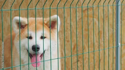 An Akita Inu dog in a metal enclosure. The pet is limited in free space. A beautiful dog. photo