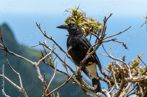 A pied currawong, strepera graculina,  perched in a tree in Lord Howe Island, New South Wales, Australia.