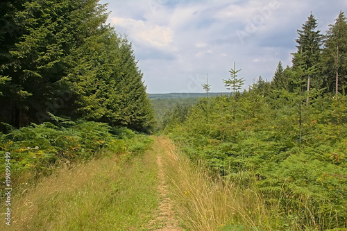 Dirt road along pine forest in the ARdennes, Walloinia, Belgium photo