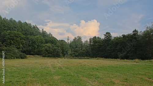 Meadow and forest on a summer day in Ardennes, Wallonia, Belgium