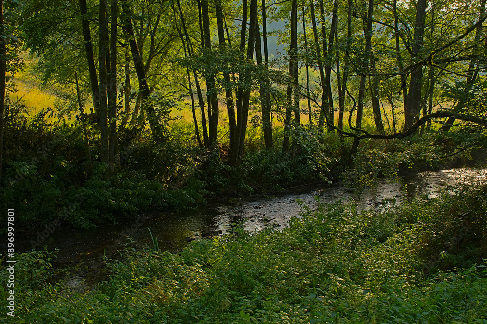 Lush green deciduous forest with La Lomme river near Saint-Hubert, Luxembourg, Wallonia, Belgium Lush green deciduous forest with La Lomme river near Saint-Hubert, Luxembourg, Wallonia, Belgium