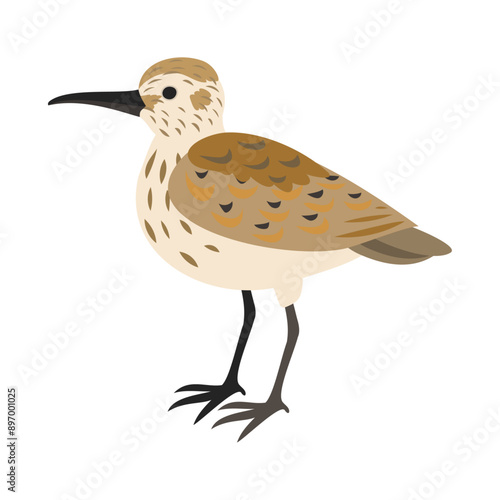 ハマシギ。フラットなベクターイラスト。Common sandpiper. Flat vector illustration.