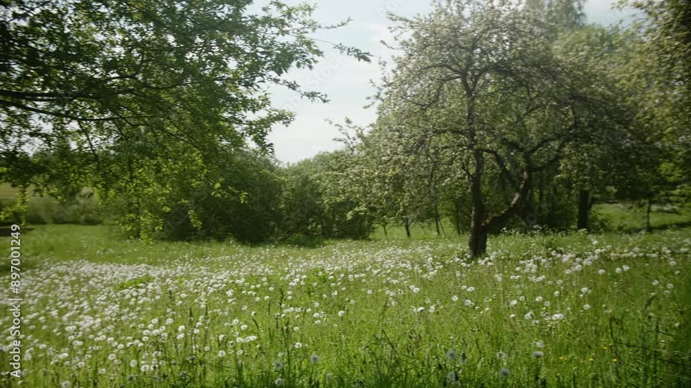 A field of dandelions blooms beneath the branches of apple trees, their white blossoms contrasting with the lush green foliage. A field of dandelions blooms beneath the branches of apple trees, their white blossoms contrasting with the lush green foliage.