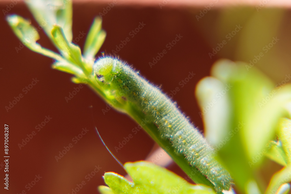 Close up green caterpillar on a leaf Close up green caterpillar on a leaf