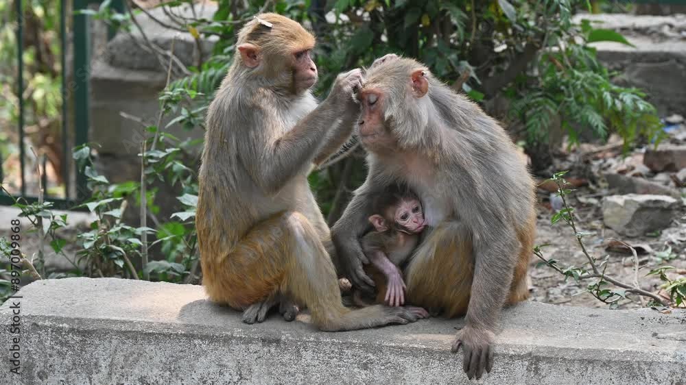 Monkey family living in Swayambhunath temple (other name called Monkey temple) this place is one of the holiest Buddhist temple in Kathmandu, Nepal. Monkey family living in Swayambhunath temple (other name called Monkey temple) this place is one of the holiest Buddhist temple in Kathmandu, Nepal.