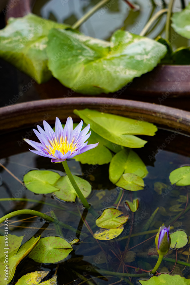Close-up of lotus flower on the pond Close-up of lotus flower on the pond