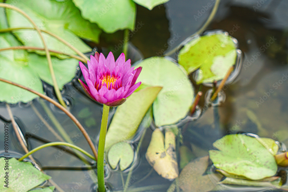 Close-up of lotus flower on the pond Close-up of lotus flower on the pond