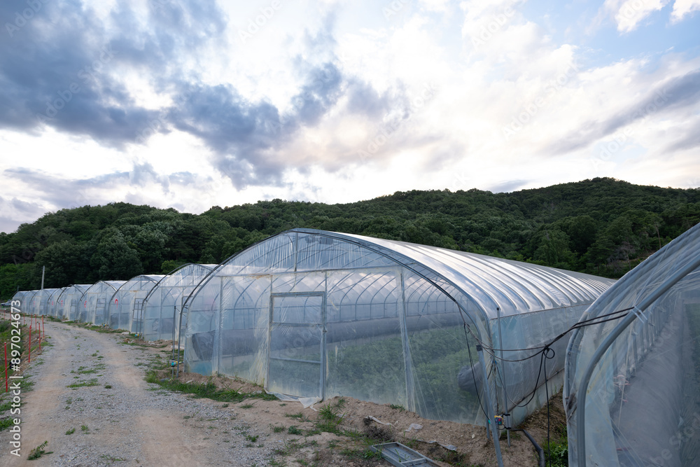 Panoramic view of melon field greenhouse in Gyeongsangbuk-do, South Korea Panoramic view of melon field greenhouse in Gyeongsangbuk-do, South Korea
