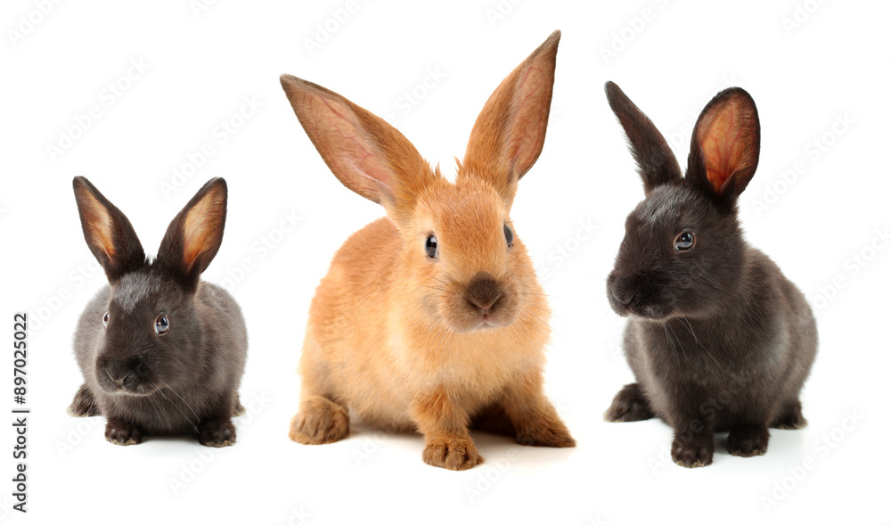 Baby of rabbit on white background Baby of rabbit on white background