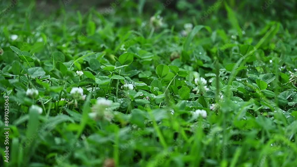 Seamless clover field background, agricultural-botanical concept
Seamless clover field background, agricultural-botanical concept