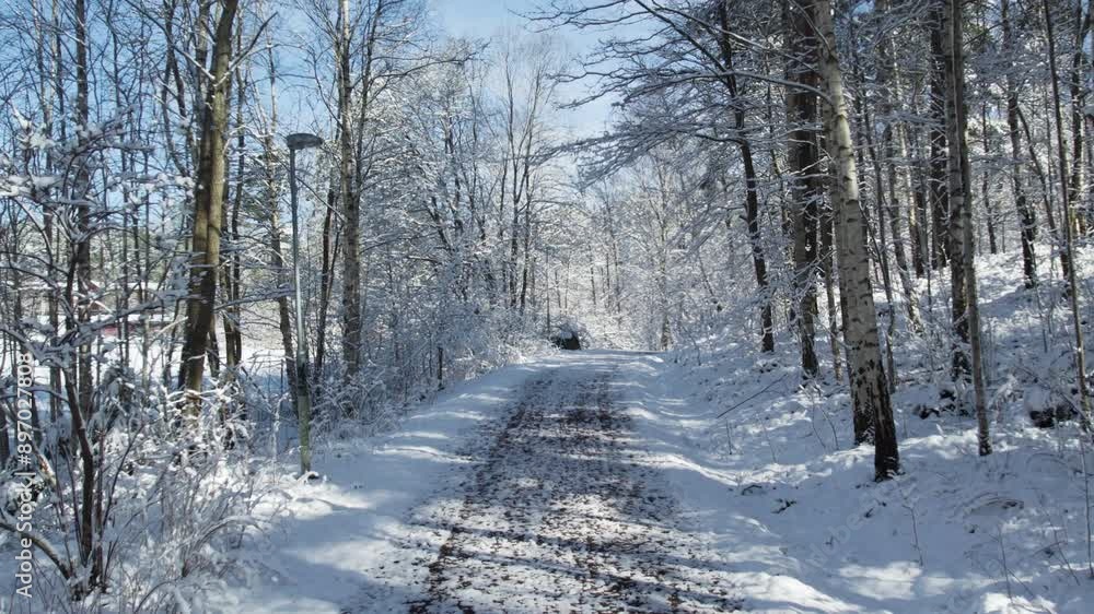 Snow-covered path through a tranquil forest on a clear winter day Snow-covered path through a tranquil forest on a clear winter day