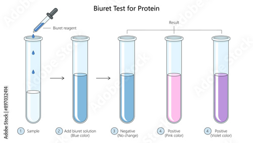 biuret test for protein, showing step-by-step procedure and results indicating positive and negative outcomes diagram hand drawn schematic vector illustration. Medical science educational illustration