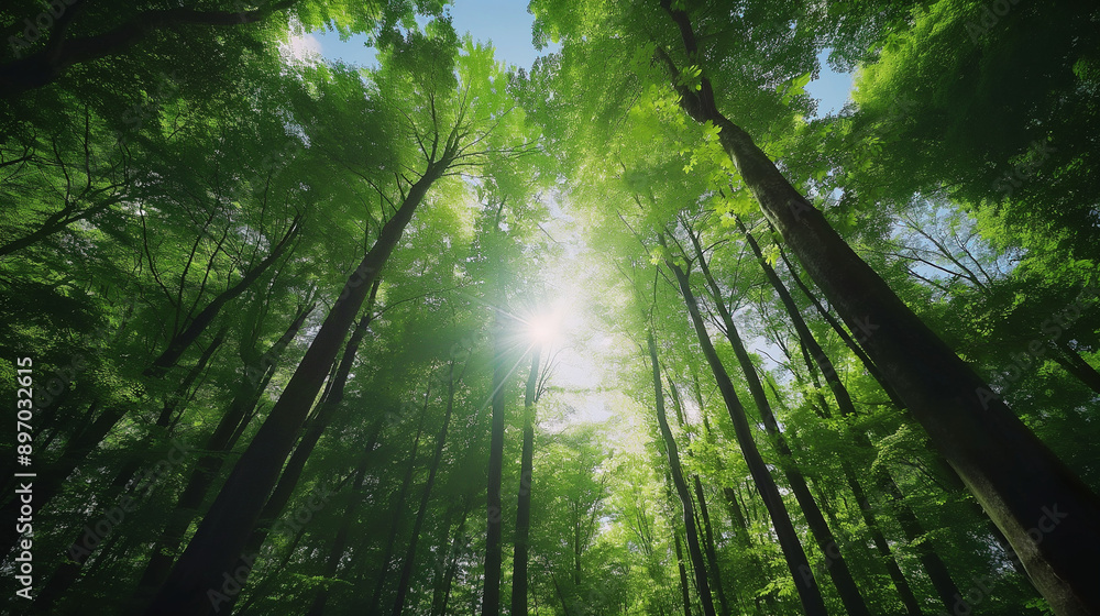 Naklejka premium Forest and sunlight