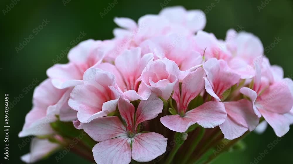 Fuchsia color geranium flowering in the garden
Fuchsia color geranium flowering in the garden