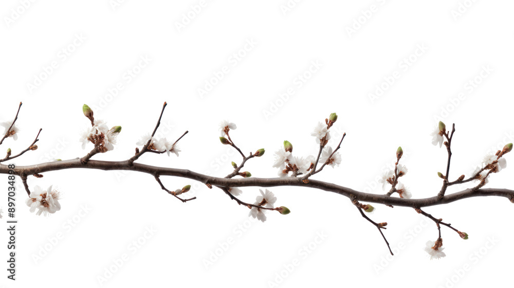 Branches and dry leaves, young tree top isolated on white background. Branches and dry leaves, young tree top isolated on white background.