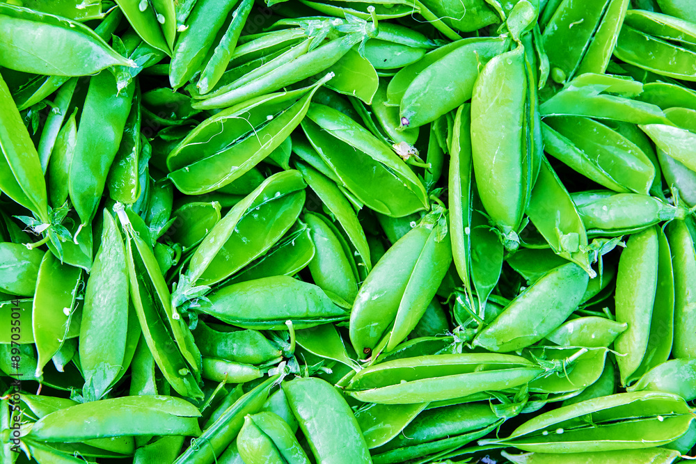 Fototapeta premium Texture of open empty green garden pea pods.