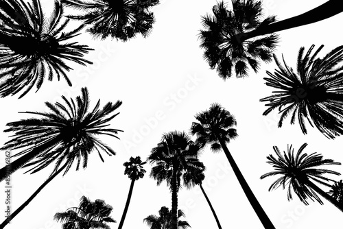 Detailed palm and coconut tree silhouette worms eye view illustration