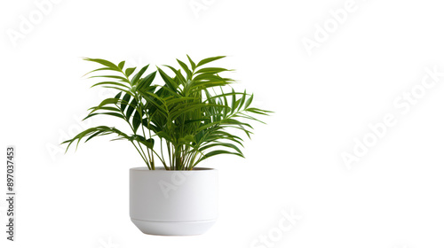 Small tree in a white pot Isolated from the white background