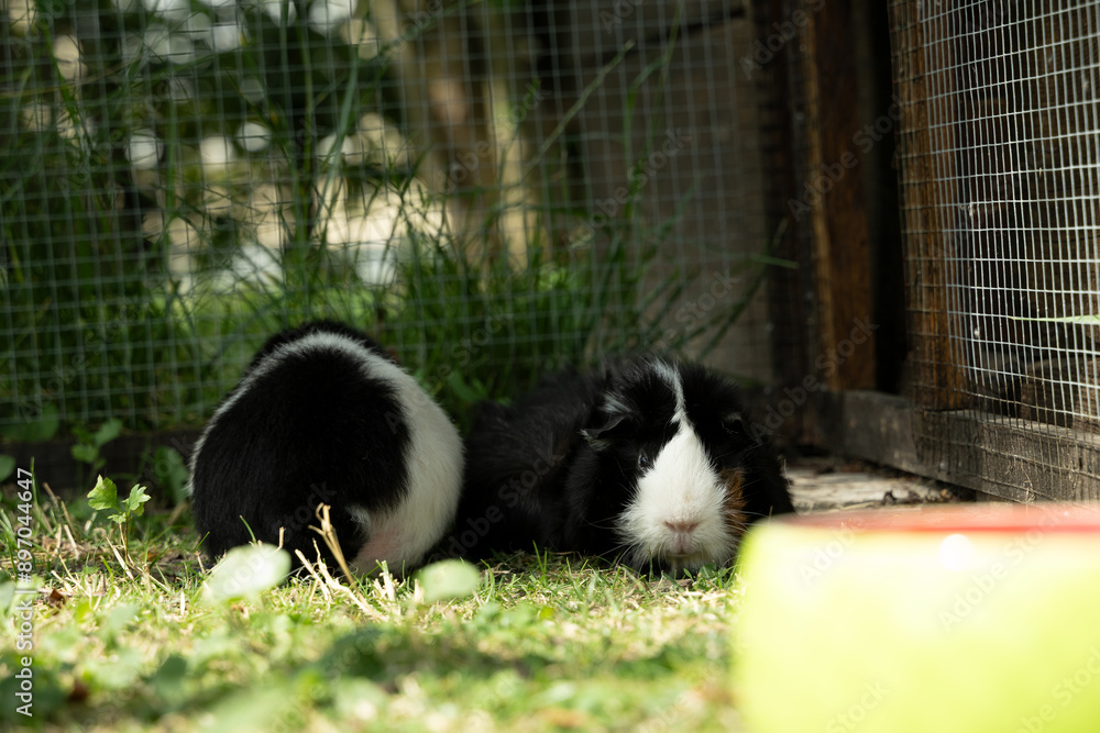 Fototapeta premium Meerschweinchen tier natur herde