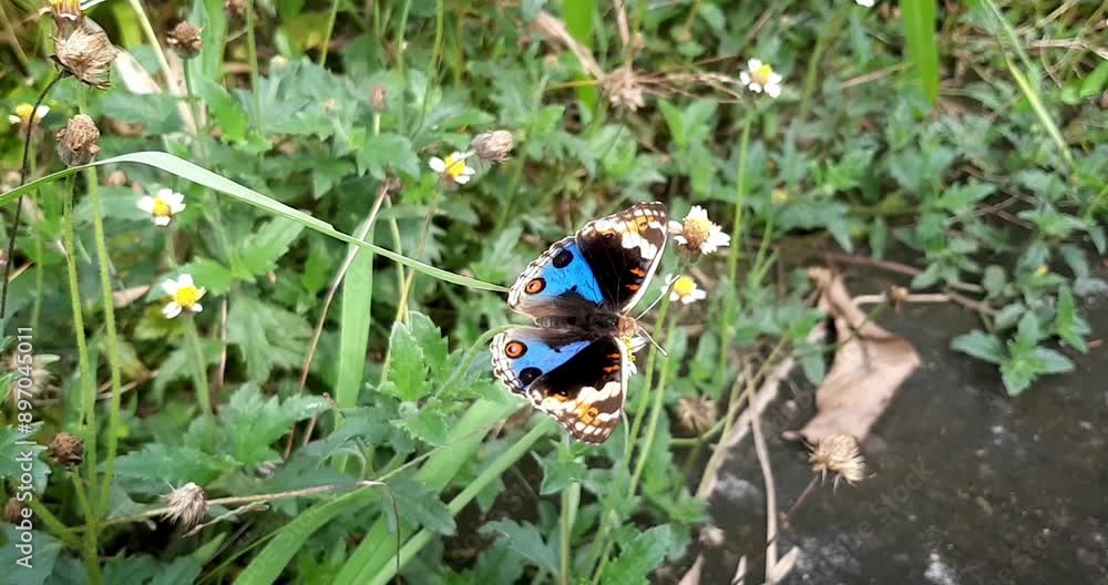 A beautiful, charming blue butterfly with a black pattern is sucking the nectar of a white flower in the garden during the day A beautiful, charming blue butterfly with a black pattern is sucking the nectar of a white flower in the garden during the day
