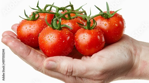 tomato are in the hands on white background and empty space