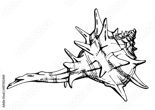 Marine life, sea ocean underwater creatures fish, shells algae seaweed, Ink and pen sketch hand drawn. Single object illustration, stylized, isolated on white. Zoo shop, aquarium, cosmetics, resort