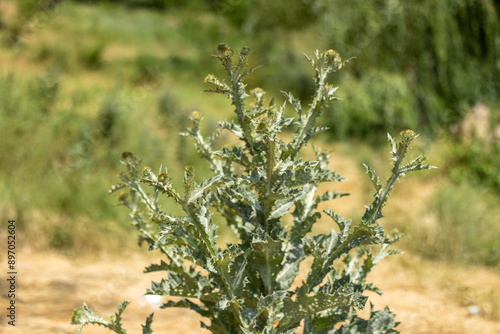 Tablou pe pânză Prickly branchy weed on a blurred background of green plants and grass