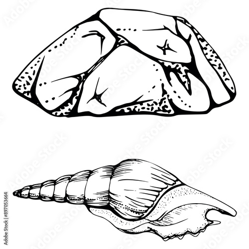 Marine life, sea ocean underwater creatures fish, shells algae seaweed, Ink and pen sketch hand drawn. Single object illustration, stylized, isolated on white. Zoo shop, aquarium, cosmetics, resort